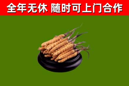 东川区回收冬虫夏草